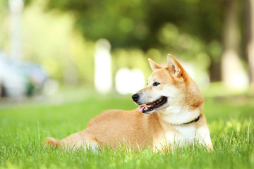 Shiba inu dog lying on the grass in park