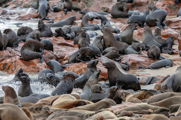 Cape Cross Seal Colony - Skeleton Coast - Namibia