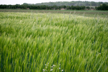 field of wheat on windy day