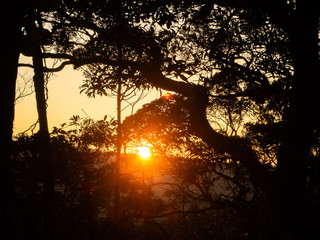 A beam of light shining into the forest