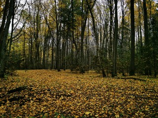 Obraz premium Beautiful picture with yellow, red and orange leav