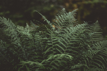 fern in forest