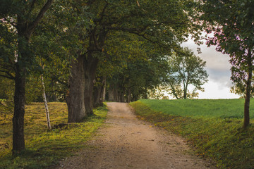 Fototapeta premium road in the forest