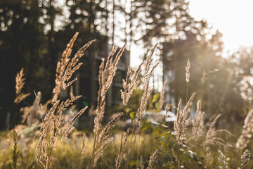 grass and flowers