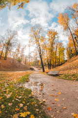Obraz premium park in the autumn 