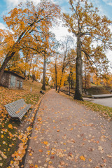 Naklejka premium park in the autumn 