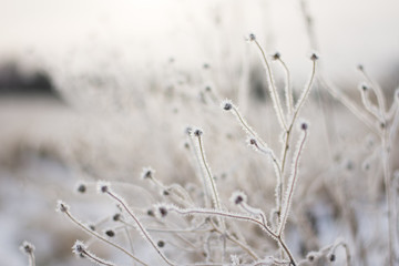 Obraz premium morning dew on the grass