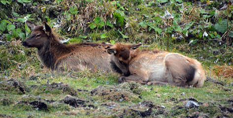 The elk, or wapiti is one of the largest species within the deer family, Cervidae, in the world,...