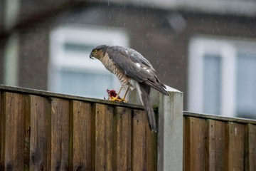 bird on fence