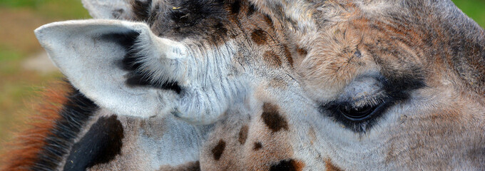 The giraffe close up (Giraffa camelopardalis) is an African even-toed ungulate mammal, the tallest...