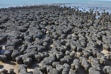 Stromatolites in Shark Bay Western Australia