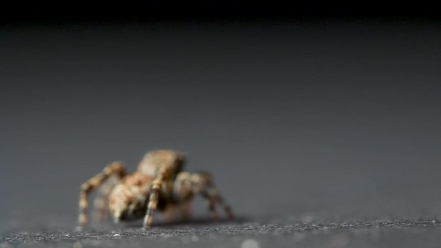 Small jumping spider on a grey background
