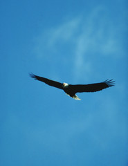 Bald Eagle (Haliaeetus Leucocephalus)