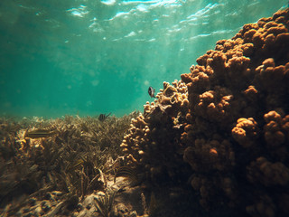 Fototapeta na wymiar Underwater photo of summer time in Egipt 