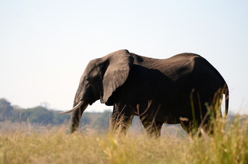 Naklejka na ściany i meble An elephant makes its way through the lush grasslands by the Chobe River in Botswana. 