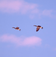 Canada Goose (Branta Canadensis)