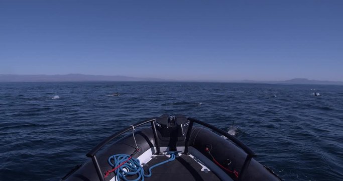 White sided dolphins cavort on surface.
