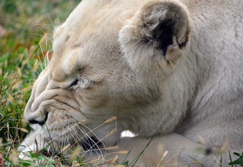 Female white lion is a rare color mutation of the lion. When the first pride of white lions was...
