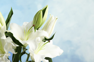 Beautiful lilies on blue background, closeup view. Space for text - obrazy, fototapety, plakaty