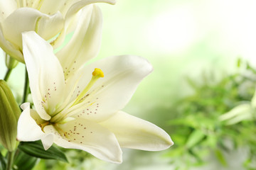Beautiful lilies on blurred background, closeup view. Space for text - obrazy, fototapety, plakaty