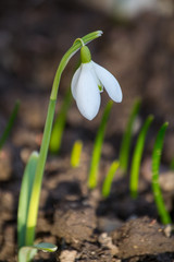 snowdrops
