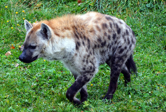 Spotted hyena (Crocuta crocuta), also known as the laughing hyena, is a species of hyena, currently classed as the sole member of the genus Crocuta, native to Sub-Saharan Africa.