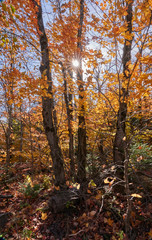 Fall colors in Canada