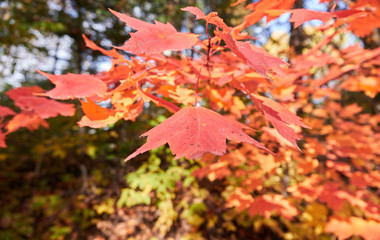 Fall colors in Canada