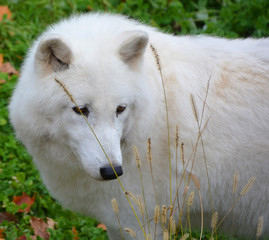Arctic Wolf or Polar White Wolf, is a subspecies of the Gray Wolf, a mammal of the family Canidae....