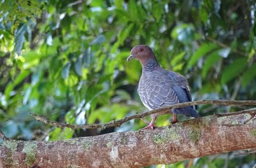 Wild dove in its habitat	