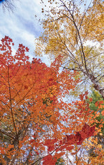 Fototapeta na wymiar Fall colors in Canada