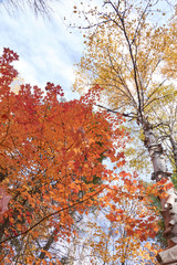 Fall colors in Canada