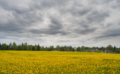 Obraz premium yellow spring field 
