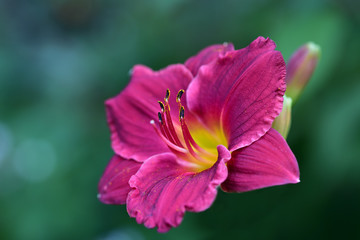 Closeup of a blooming lilac lily shining with her petals and pollen in front of green background