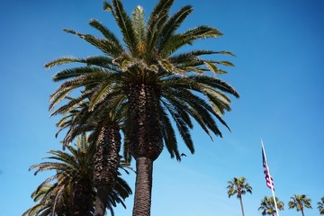 Obraz na płótnie Canvas palm trees in the sky with American flag
