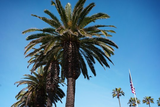 palm trees in the sky with American flag