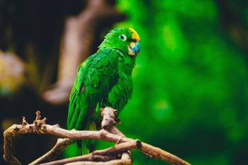colorful parrot