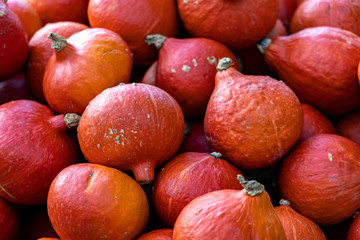 Roter Kürbis