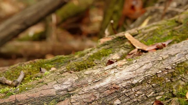 movement of the camera from left to right along the tree trunk with access to a close-up of a slug crawling along a leaf, full xd, there is no sound.