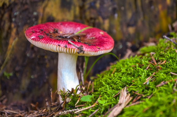 mushroom in the forest