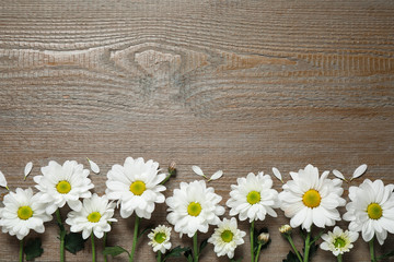 Obraz premium Beautiful white chamomile flowers on wooden background, flat lay. Space for text