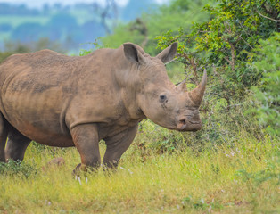 Portrait of a cute male bull white Rhino grazing softly in a game reserve