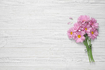 Beautiful pink chamomile flowers on white wooden background, flat lay. Space for text