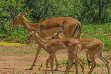 A group of Imapala or deer posing in a game reserve