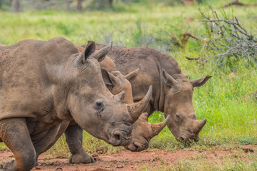 Fototapeta premium Portrait of cute male bull white Rhino or Rhinoceros in a group