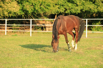 Naklejka na ściany i meble Beautiful chestnut horse grazing on green pasture