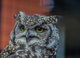 Portrait closeup of a cute and beautiful spotted eagle owl in a zoo in South Africa