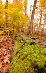 Fall colors in Canada