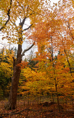 Fototapeta na wymiar Fall colors in Canada