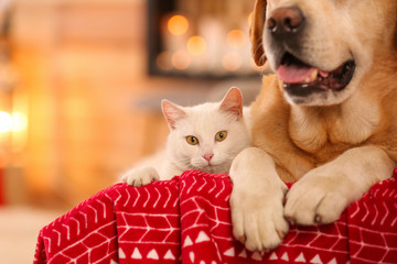 Fototapeta na wymiar Adorable dog and cat together at room decorated for Christmas. Cute pets